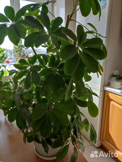 Цветы комнатные