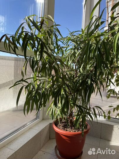 Огромные фикусы Бенджамина и Али