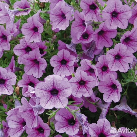 Петуния, пеларгония, лилейники