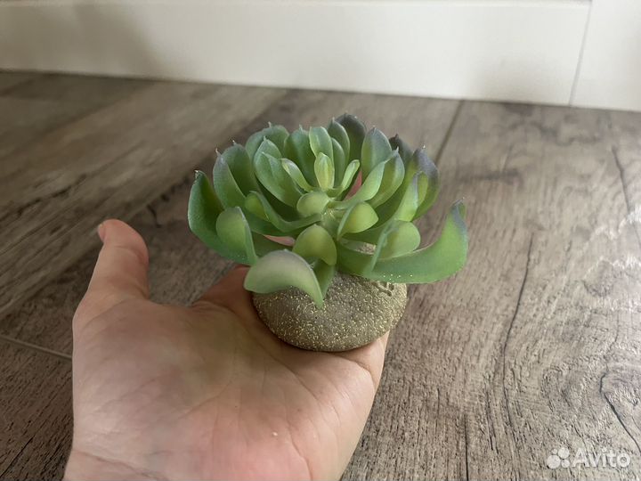 Декоративные растения для аквариума