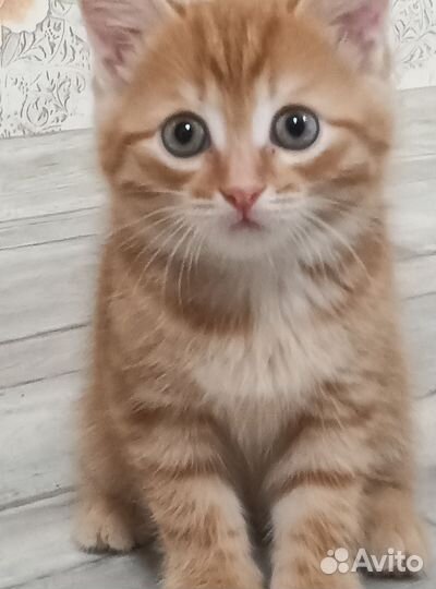 Котëнок (мальчик)