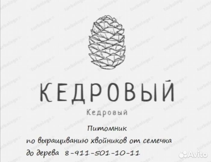 Кедр, Сосна кедровая, закрытая корневая