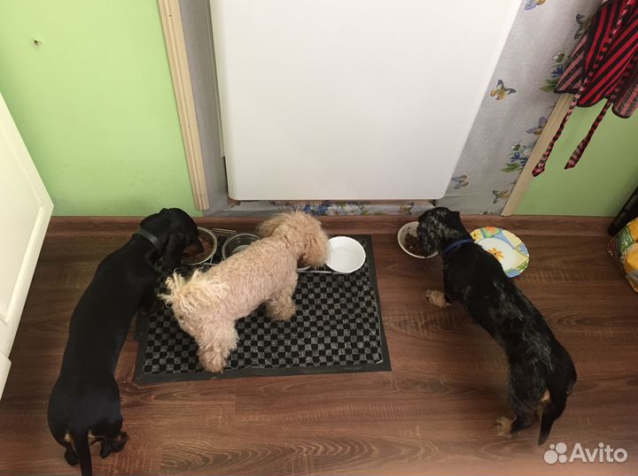 Передержка собак (частный дом)