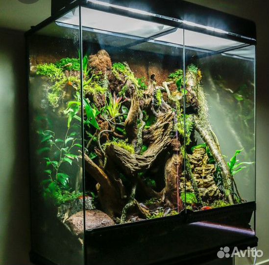 Хамелеон с новым террариумом