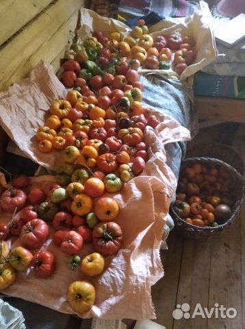 Рассада томатов коллекционные