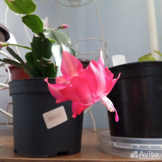 Сортовые декабристы (Thor Kiri)