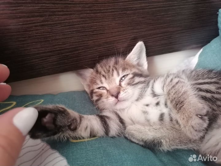 Отдам в добрые руки