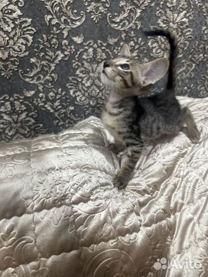 Ориентальный котик