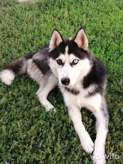 Сибирский хаски