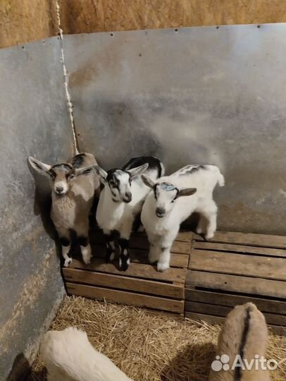 Козлики ламанча и альпийские