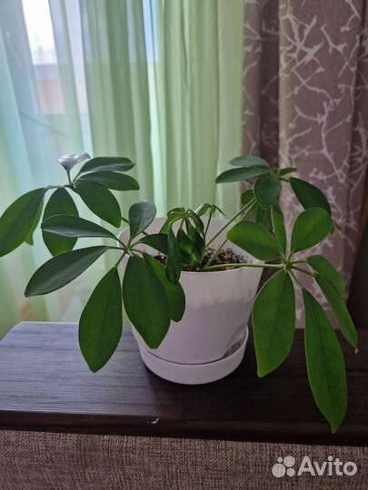 Цветок шефлера