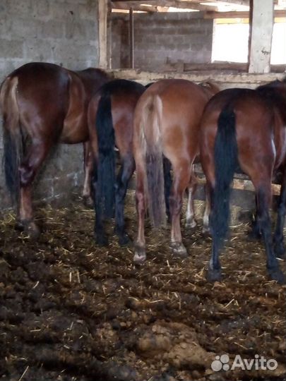 Продам жеребцов
