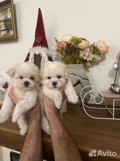 Мальтипу f1 микро мальчик и девочка