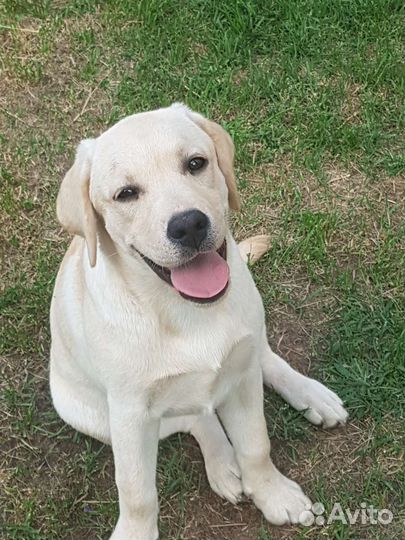 Щенки лабрадора