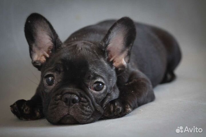 Французский бульдог щенки РКФ