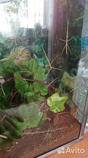 Аннамский палочник