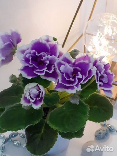 Выставка фиалок