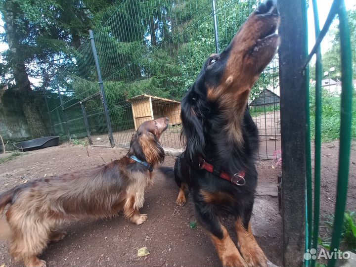 Гостиница для собак на природе. Отдельные комнаты