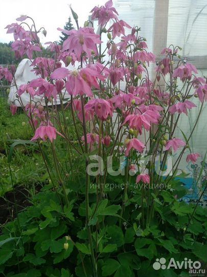 Аквилегия розовая, лилейник белый ароматный