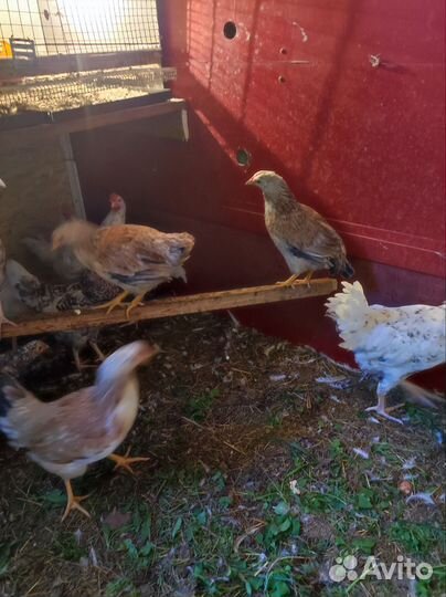 Молодые курочки