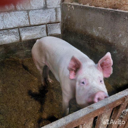 Сельхоз животные