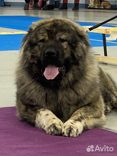 Кавказская овчарка продажа щенков