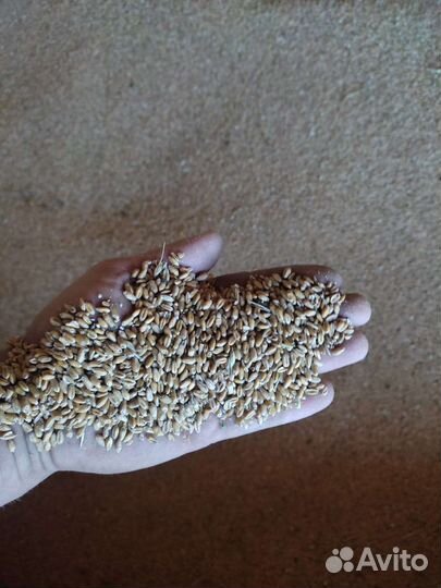 Зерно пшеница