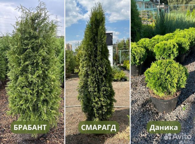 Туя смарагд