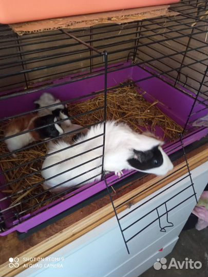 Морская свинка