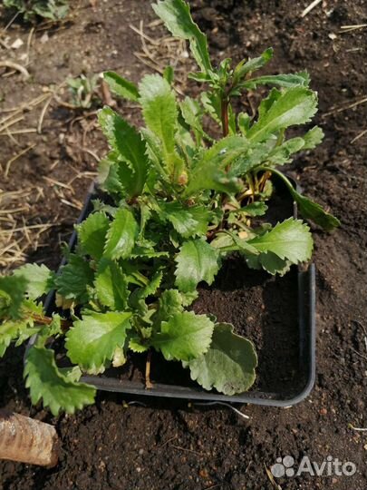 Ромашка многолетняя нивянник