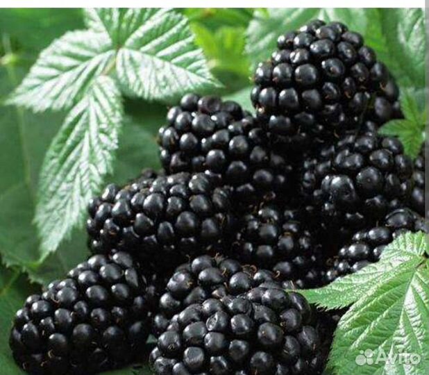 Клубника, ежевика, шелковица, гортензии