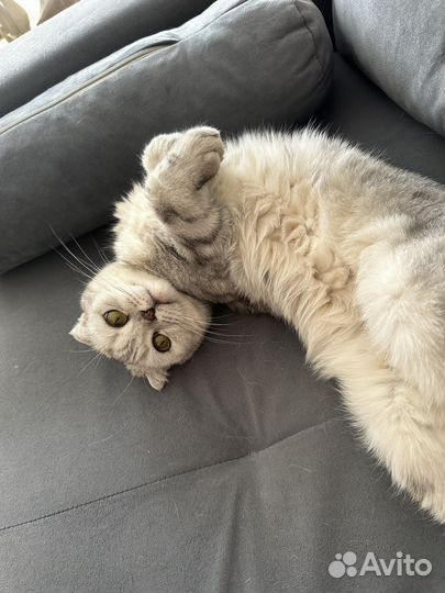 Отдам бесплатно