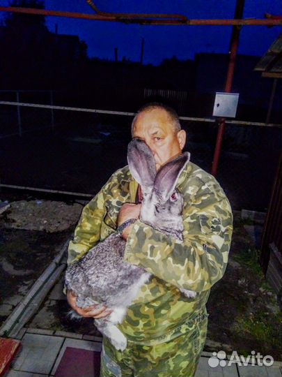 Кролики породы великан