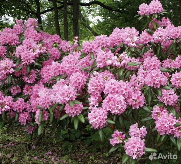 Рододендрон Гаага (Haaga) + университет хельсинки