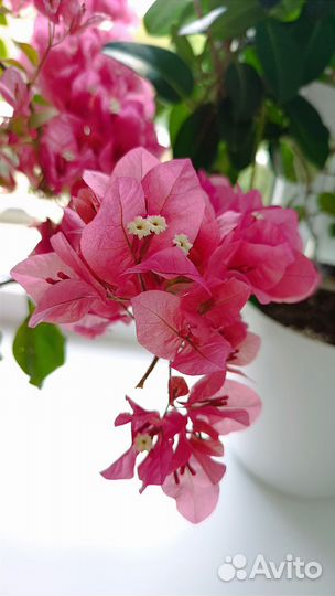 Бугенвиллия взрослая