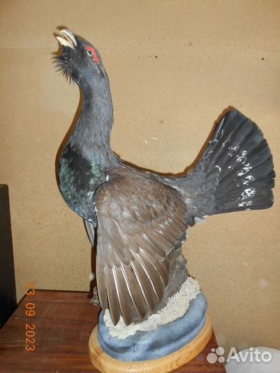 Чучело лисы