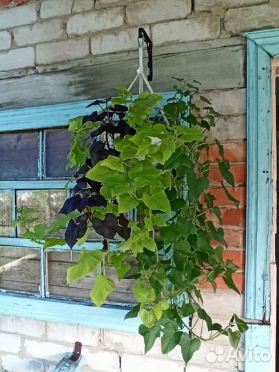 Ипомея батат