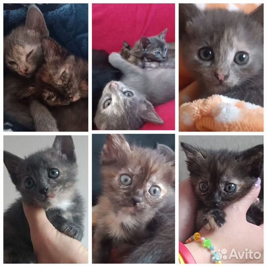 Отдам в добрые руки Котят
