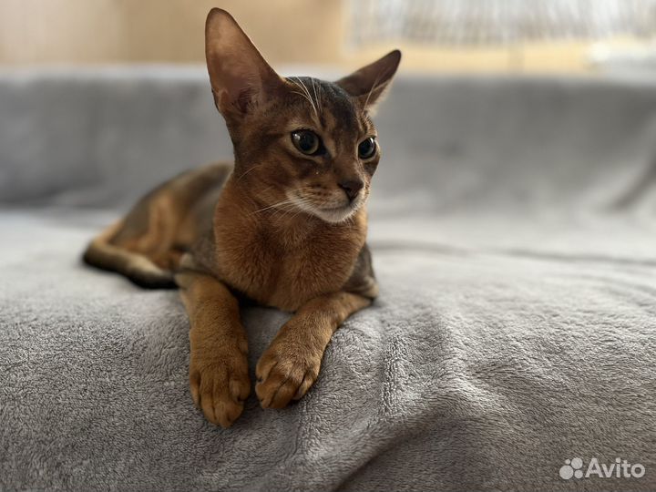 Абиссинский кот на вязку