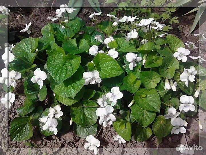 Почвопокровные растения