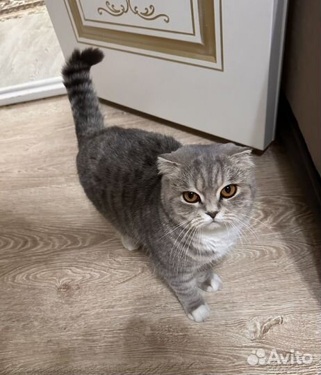 Шотландская вислоухая кошка