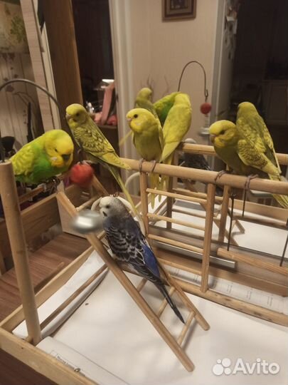 Птенцы волнистых попугаев