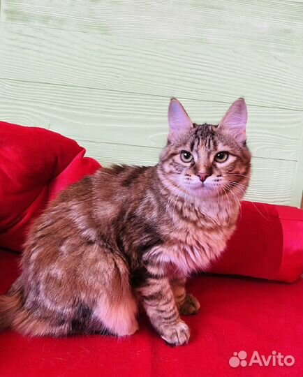 Курильский бобтейл кошечка