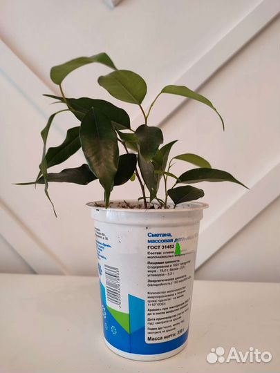 Фикус Бенджамина Даниэль, Кинки