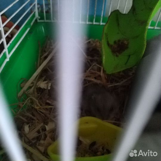 Хомяки джунгарики