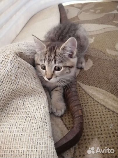 Отдам котят