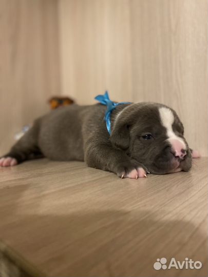 Щенки голубого амстаффа