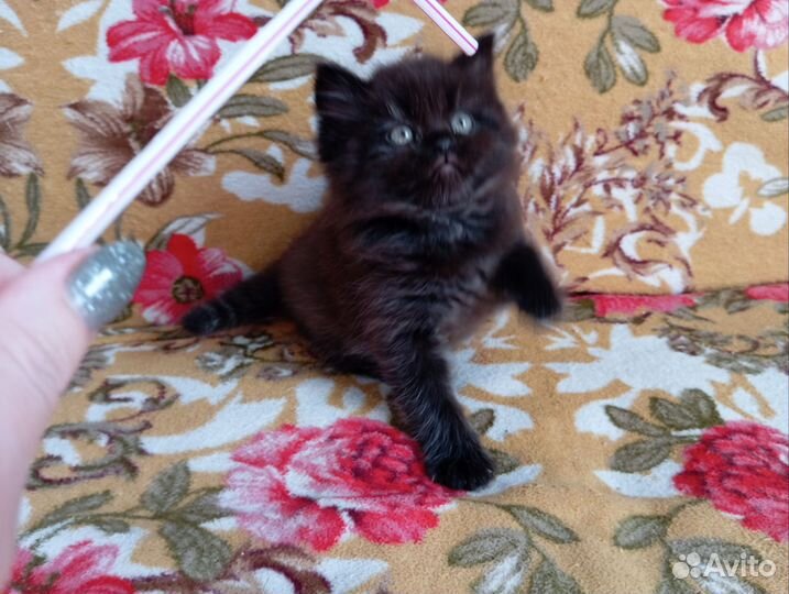 Котята от шотландской кошки