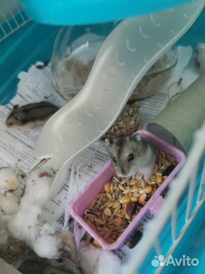 Джунгарские хомячки бесплатно