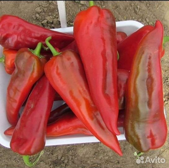 Семена перца каппи